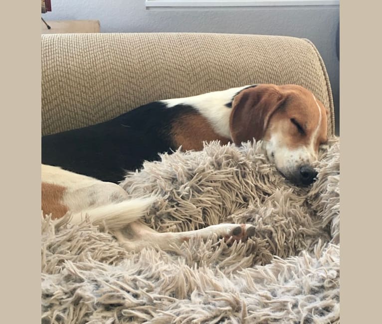 Photo of Emmett, a Beagle and Miniature Pinscher mix in Denver, Colorado, USA