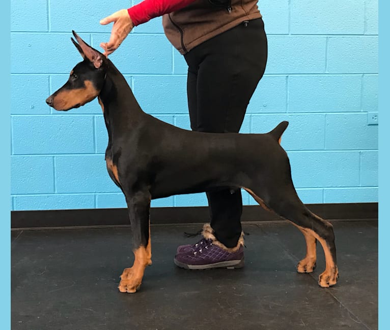 Miles, a Doberman Pinscher tested with EmbarkVet.com