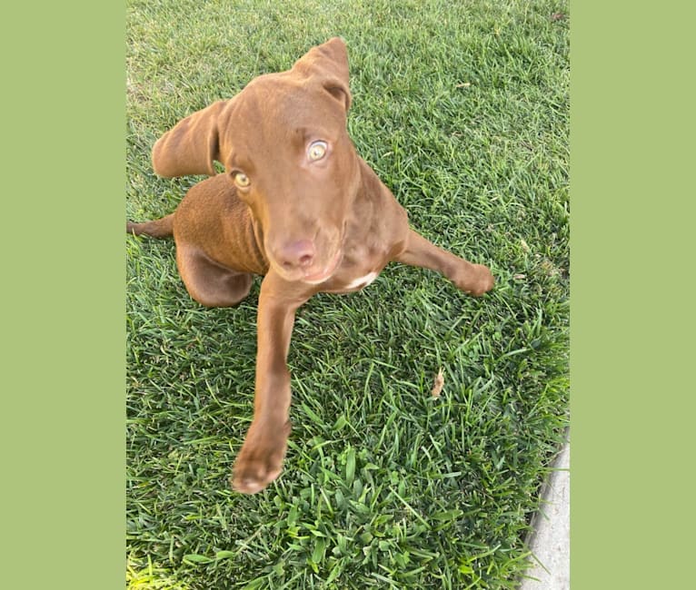 Kingston, a Weimaraner and Labrador Retriever mix tested with EmbarkVet.com