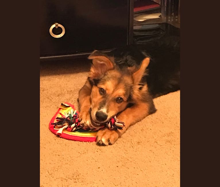 embark dog dna test breed