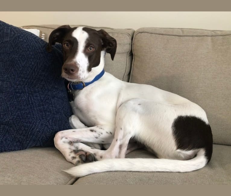 Photo of Indy, a Pointer, Australian Shepherd, and Mixed mix in Mississippi, USA