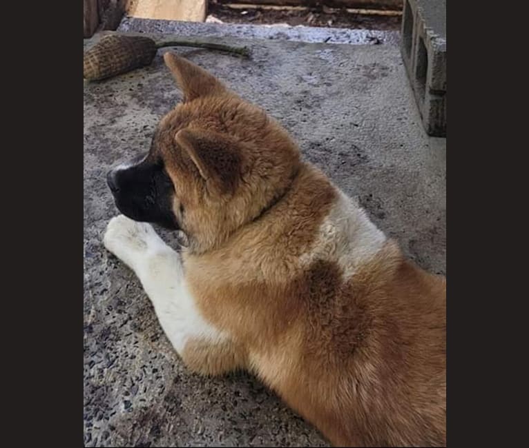 Geena, an Akita tested with EmbarkVet.com