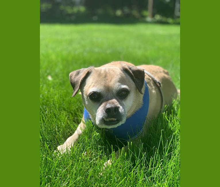 Zeus, a Pug and Rat Terrier mix tested with EmbarkVet.com