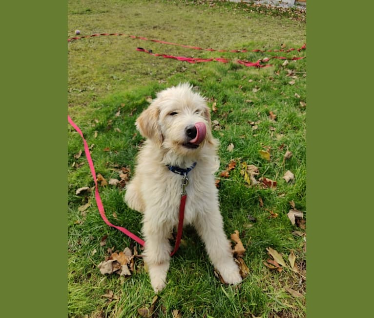 Oscar, an American Village Dog tested with EmbarkVet.com