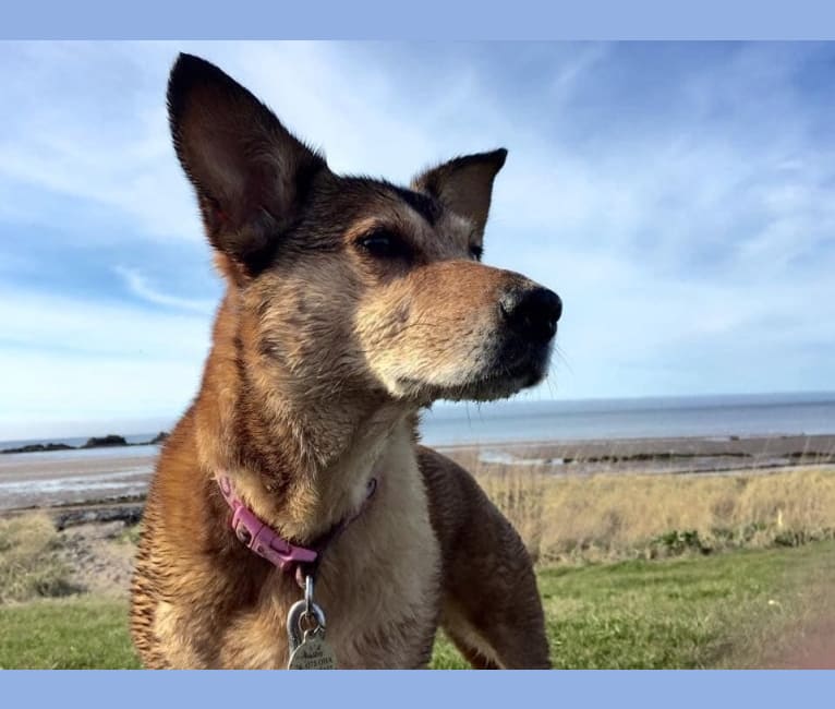 Photo of Koda, a Russell-type Terrier, German Shepherd Dog, Border Collie, and Staffordshire Bull Terrier mix in Kilwinning, Scotland, United Kingdom