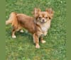 Cinna, a Chihuahua tested with EmbarkVet.com