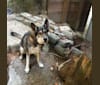 Destiny, a Siberian Husky and German Shepherd Dog mix tested with EmbarkVet.com