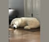 Duke, a Great Pyrenees and Anatolian Shepherd Dog mix tested with EmbarkVet.com