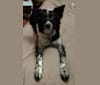 Friday, a Border Collie and Australian Cattle Dog mix tested with EmbarkVet.com