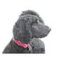 Tynan, a Poodle (Standard) and Labrador Retriever mix tested with EmbarkVet.com