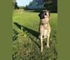 Junior, a Labrador Retriever and American Pit Bull Terrier mix tested with EmbarkVet.com