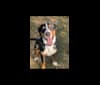 Murphy, a Greater Swiss Mountain Dog tested with EmbarkVet.com