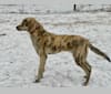 Photo of Nukka, an Anatolian Shepherd Dog  in Georgia, USA