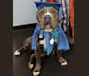 Blue Bullet, an American Pit Bull Terrier and American Staffordshire Terrier mix tested with EmbarkVet.com