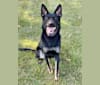 Qwick, a German Shepherd Dog tested with EmbarkVet.com