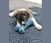Duke, a Rottweiler and Pomeranian mix tested with EmbarkVet.com