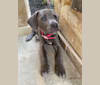 Kaia, a Blue Lacy tested with EmbarkVet.com