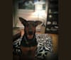 Photo of Sky, a Doberman Pinscher, German Shepherd Dog, and Rottweiler mix in Québec, Canada