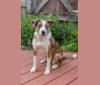 LucyLou, an American Pit Bull Terrier and Miniature/MAS-type Australian Shepherd mix tested with EmbarkVet.com