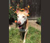 Emma, an American Pit Bull Terrier and Weimaraner mix tested with EmbarkVet.com