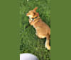 Winnie, an Australian Cattle Dog and Australian Shepherd mix tested with EmbarkVet.com