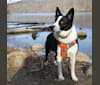 Raven Do II, a Border Collie and Australian Cattle Dog mix tested with EmbarkVet.com