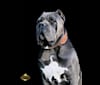 Oberyn, a Cane Corso tested with EmbarkVet.com