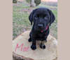 Mae, a Labrador Retriever tested with EmbarkVet.com