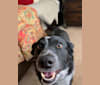 Charlie, a Border Collie and Australian Cattle Dog mix tested with EmbarkVet.com