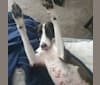 Poochina, an Arabian Village Dog tested with EmbarkVet.com