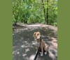 Photo of Hunter, a Bulldog, American Pit Bull Terrier, Labrador Retriever, Golden Retriever, Rottweiler, and Mixed mix in Ogema, Minnesota, USA