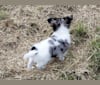 Thumbelina, a Chihuahua tested with EmbarkVet.com