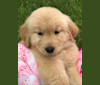 Bubbles, a Golden Retriever tested with EmbarkVet.com