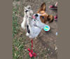Sunshine, an Australian Cattle Dog and Chihuahua mix tested with EmbarkVet.com