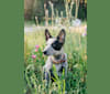 Ranger, an Australian Cattle Dog tested with EmbarkVet.com