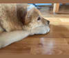 Jack, an Eastern European Village Dog tested with EmbarkVet.com