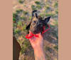 Doby, an Australian Cattle Dog and Miniature Pinscher mix tested with EmbarkVet.com