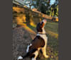 Photo of Gunner, an English Springer Spaniel  in Washington, USA