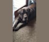 Enzo, a Labrador Retriever and Rottweiler mix tested with EmbarkVet.com