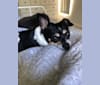 Lulu, a Chihuahua and Beagle mix tested with EmbarkVet.com