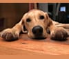 Snuffles, a Labrador Retriever tested with EmbarkVet.com