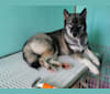 Beauty, a Siberian Husky tested with EmbarkVet.com