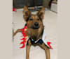 Cama, a Formosan Mountain Dog tested with EmbarkVet.com