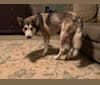 Koda a dog tested with EmbarkVet.com