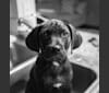 Jack, a Staffordshire Terrier and Labrador Retriever mix tested with EmbarkVet.com