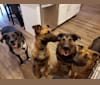 Photo of Tyson, a German Shepherd Dog, Golden Retriever, and Australian Shepherd mix in West Valley City, UT, USA
