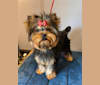 Photo of Taliya, a Yorkshire Terrier  in Elkhart, IN, USA