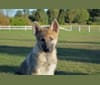 Alfa, a Siberian Husky and Belgian Sheepdog mix tested with EmbarkVet.com