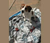 Sadie, a Beagle and Boston Terrier mix tested with EmbarkVet.com