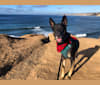 Photo of Lala, a German Shepherd Dog, Siberian Husky, and Mixed mix in San Diego, California, USA